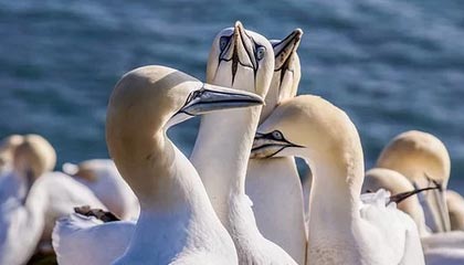 掀翻瓜迪奥拉再和克洛普争冠？安帅：我目标很实际