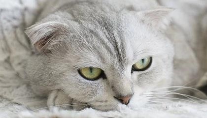 掀翻瓜迪奥拉再和克洛普争冠？安帅：我目标很实际