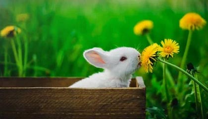 湖人115-107逆转掘金 东契奇38+13+10詹姆斯准三双